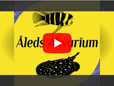 Aleds youtube