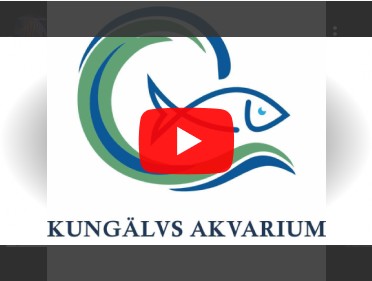 Kungalvs Akvarium Youtube