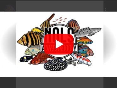 Nols Youtube